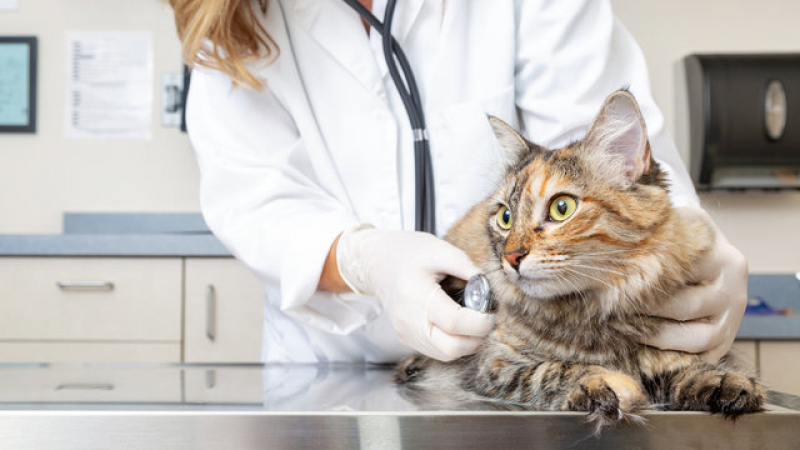 Internação Veterinária 24 Horas Agendar Guariba - Internação para Gatos