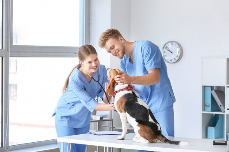 Internação Veterinária 24 Horas Marcar Ariranha - Internação para Cachorros