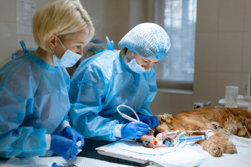 Onde Faz Cirurgia de Emergência para Animais Jardim Itaú - Cirurgia de Emergência para Animais