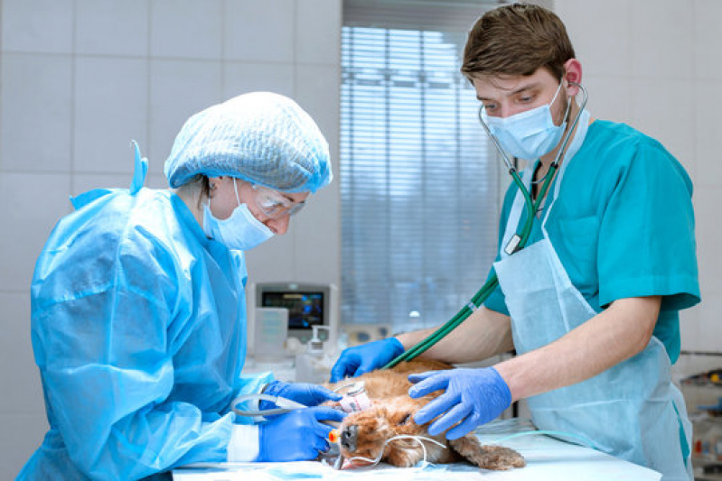 Onde Faz Cirurgia de Tecidos Moles em Pequenos Animais Campus da USP - Cirurgia de Emergência para Animais
