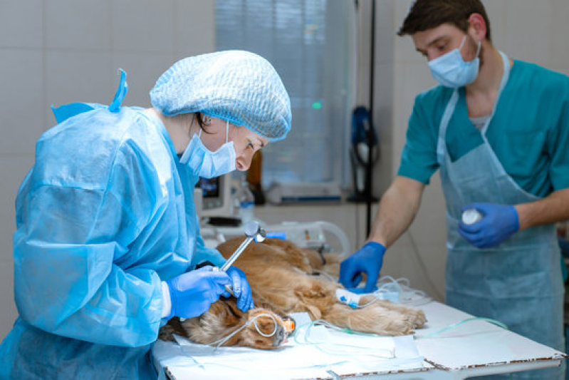 Onde Faz Cirurgia Ortopédica para Cachorro Cravinhos - Cirurgia em Pequenos Animais