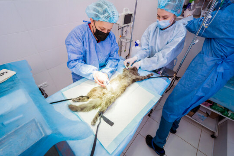 Onde Faz Cirurgia Ortopédica Veterinária Vila Santa Terezinha - Cirurgia para Cachorros de Pequeno Porte