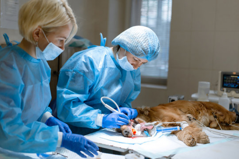 Onde Faz Veterinário Cardiologista Garça - Cirurgia de Gatos