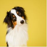 aplicação de vacinas essenciais para cães Vila Augusta
