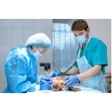cirurgia de emergência para animais agendar Campus da USP