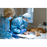 cirurgia de emergência para animais marcar Sales Oliveira