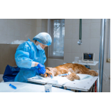 cirurgia de gatos marcar Vila Seixas