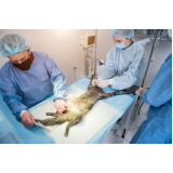 cirurgia de gatos Tabapuã