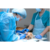cirurgia de tecidos moles em pequenos animais marcar Bebedouro