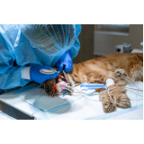 cirurgia em pequenos animais marcar Jardim Irajá