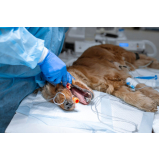 cirurgia oftálmica veterinária marcar Guatapará
