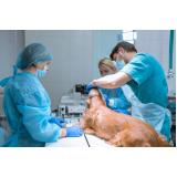 cirurgia oftálmica veterinária Guatapará