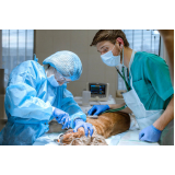 cirurgia ortopédica para cachorro Ariranha
