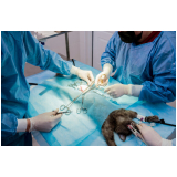 cirurgia ortopédica veterinária marcar Vila Monte Alegre