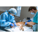 cirurgia para cachorros de pequeno porte Ituverava