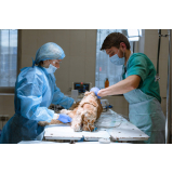 cirurgia ruptura ligamento cruzado cães agendar Higienópolis