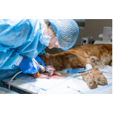 cirurgia ruptura ligamento cruzado cães marcar Vila Lobato