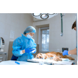 cirurgia ruptura ligamento cruzado cães Altinópolis