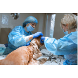 Cirurgia de Emergência para Animais