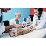 clínica especializada em cirurgia de gatos Vila Carvalho