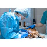 clínica especializada em cirurgia de tecidos moles em pequenos animais Santa Cruz