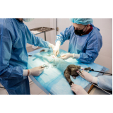 clínica especializada em cirurgia ortopédica veterinária Jardim Macedo