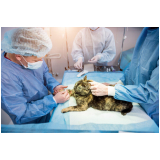 clínica especializada em cirurgia para cachorros de pequeno porte Higienópolis