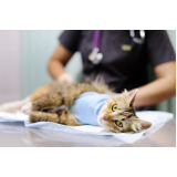 clínica para internação para gatos Condomínio Quinta da Boa Vista