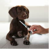 clínica que aplica vacina antirrábica animal Barra