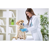 clínica veterinária cães e gatos contato Novaes