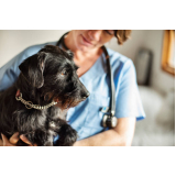 clínica veterinária de cães e gatos contato Vivendas da Mata