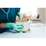 clínica veterinária de cães e gatos Leo Gomes de Morais
