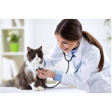 clínica veterinária para gatos contato Brodowski