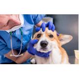 consulta com veterinário odontologista Cajuru