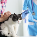 consulta veterinária para gatos agendar Jaboticabal