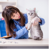 consulta veterinária para gatos marcar Vivendas da Mata