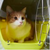 consulta veterinária para gatos Lapa