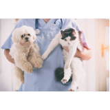 endereço de clínica veterinária para gatos Jardim Macedo