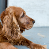exame de citologia em cães marcar Severinia