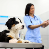 exame ortopedico veterinário agendar Taquaral