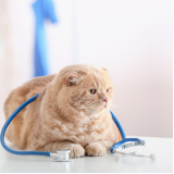 onde agendar consulta veterinária para gatos Vila Tibério