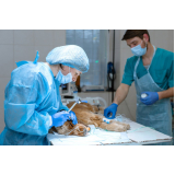 onde faz cirurgia em pequenos animais Vila Tibério