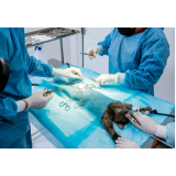 onde faz cirurgia para cachorros de pequeno porte Vila Tibério