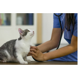telefone de clínica veterinária para gatos Vila Carvalho