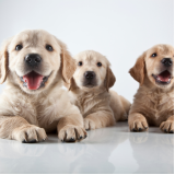Vacinas Essenciais para Cães