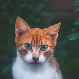 vacina para gato Chácaras Hípica