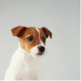 vacinas essenciais para cães marcar Barretos