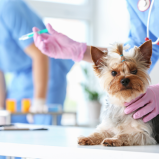 vacinas importadas para cães marcar Jardim Santa Genebra