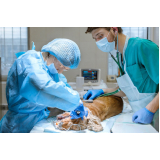 veterinário cardiologista marcar Brodowski