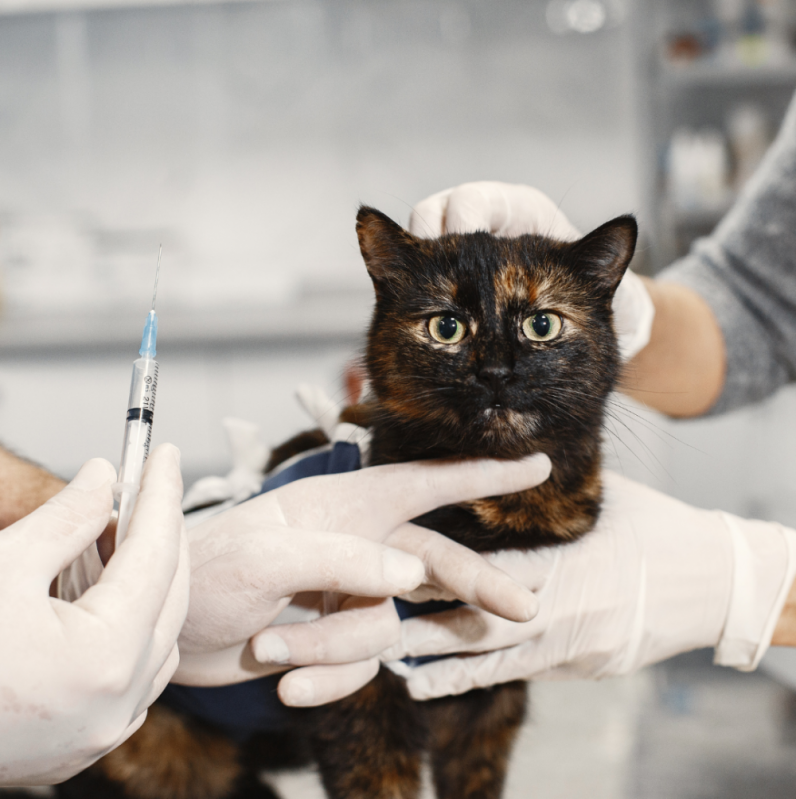 Vacina para Animal Jardim Antártica - Vacina para Gato